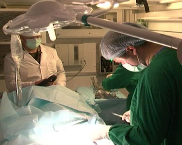 Russian military medics inflate field hospital in 30 minutes - Sputnik International