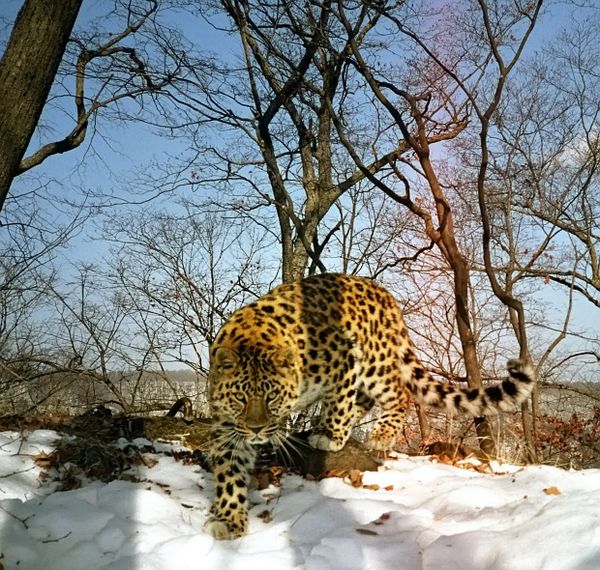 Amur leopard - Sputnik International