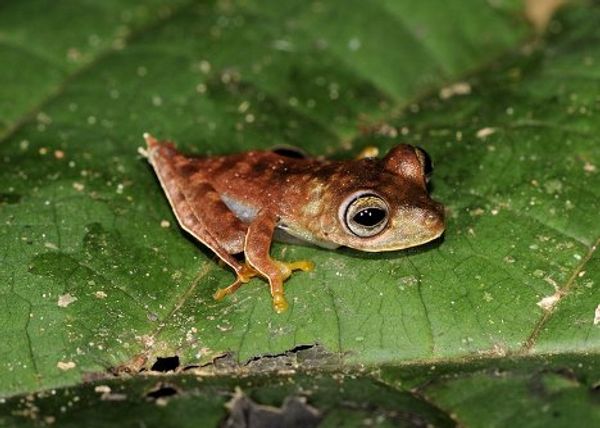 Armored fish and cowboy frog discovered in the tropics of Suriname - Sputnik International