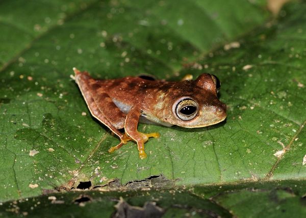 Armored fish and cowboy frog discovered in the tropics of Suriname - Sputnik International