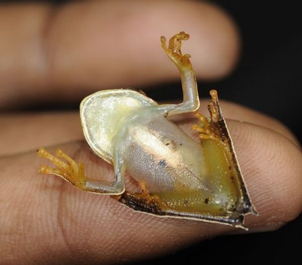 Armored fish and cowboy frog discovered in the tropics of Suriname - Sputnik International