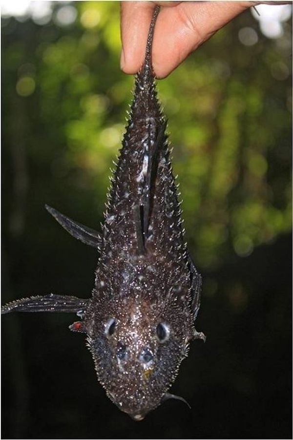 Armored fish and cowboy frog discovered in the tropics of Suriname - Sputnik International