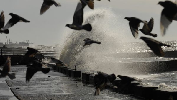A powerful windstorm hit Estonia on Friday and Saturday, leaving thousands temporarily without power. - Sputnik International
