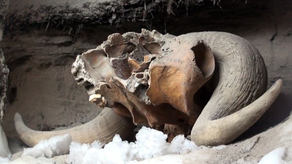 Discovering prehistoric life in a unique underground laboratory - Sputnik International
