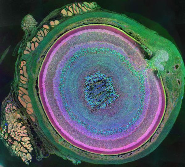 The Best Scientific Illustrations, Video Games and Graphics of 2011 The Best Scientific Illustrations, Video Games and Graphics of 2011 - Sputnik International