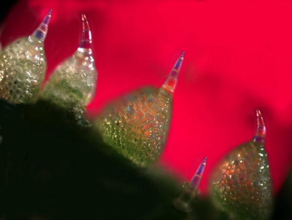 The Best Scientific Illustrations, Video Games and Graphics of 2011 The Best Scientific Illustrations, Video Games and Graphics of 2011 - Sputnik International