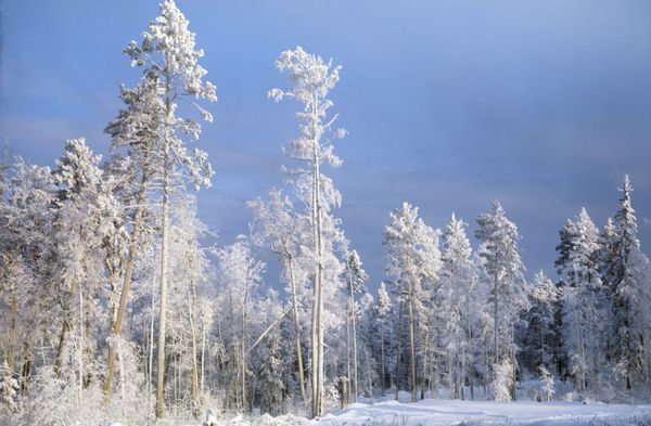 Woman Rescued After 2 Mths in Siberian Wilderness         - Sputnik International