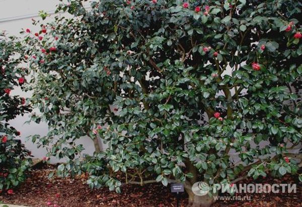 London Camellia Festival - Sputnik International