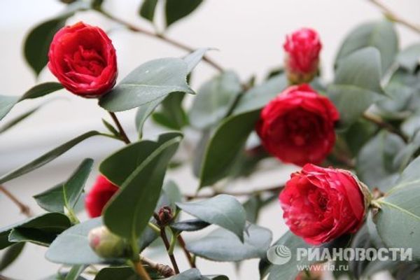 London Camellia Festival - Sputnik International
