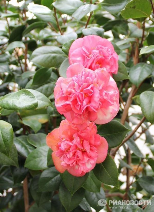 London Camellia Festival - Sputnik International