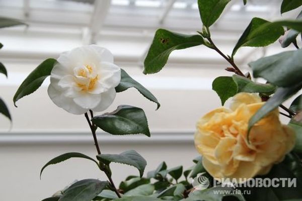 London Camellia Festival - Sputnik International
