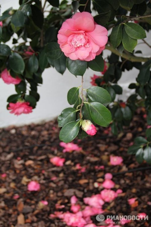 London Camellia Festival - Sputnik International