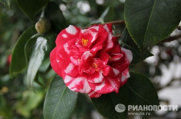London Camellia Festival - Sputnik International