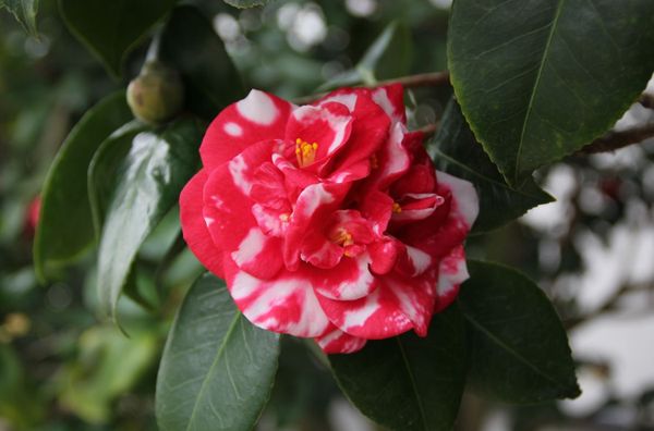 London Camellia Festival - Sputnik International
