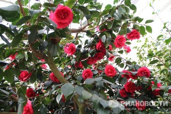 London Camellia Festival - Sputnik International