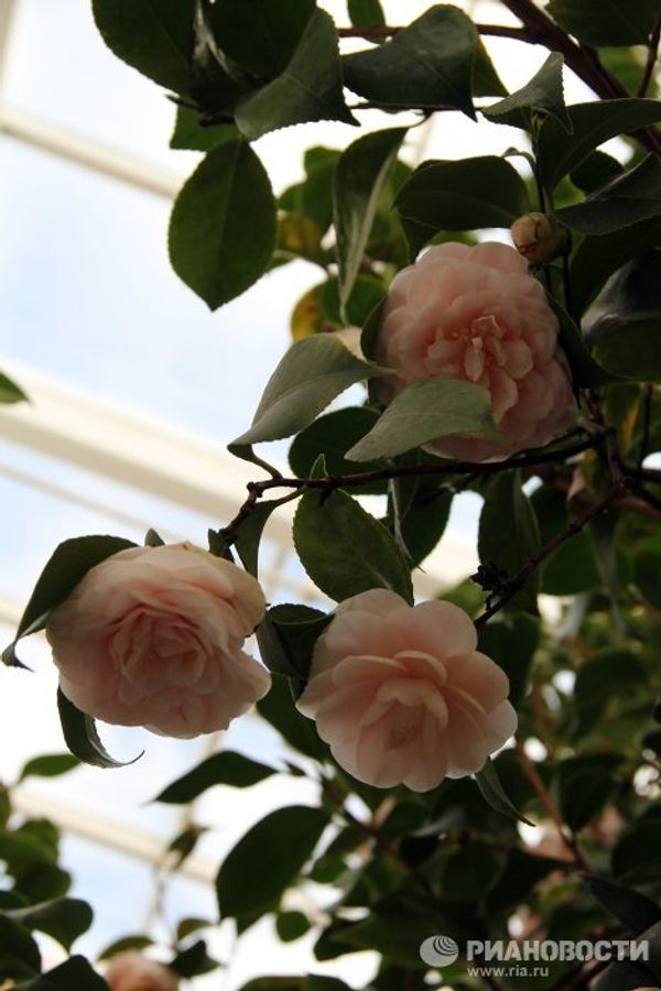 London Camellia Festival - Sputnik International