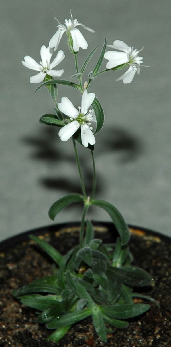 Russian Scientists Grow Flowers from 30,000-year-old Seeds     - Sputnik International