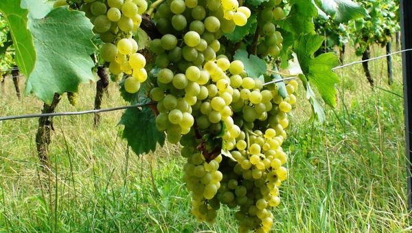 The ministers of agriculture of South Africa and Russia have discussed in Moscow the possibility of sharing their experience in winery, South Africa’s Minister of Agriculture, Forestry and Fisheries told Sputnik on Friday. - Sputnik International