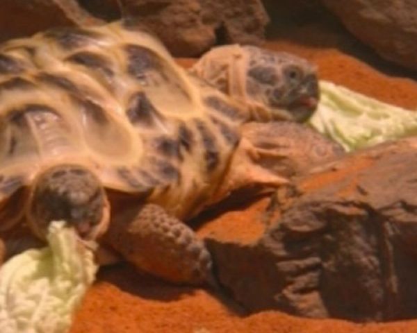 Two-headed turtle shown in Kiev - Sputnik International