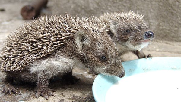 Hedgehog - Sputnik International