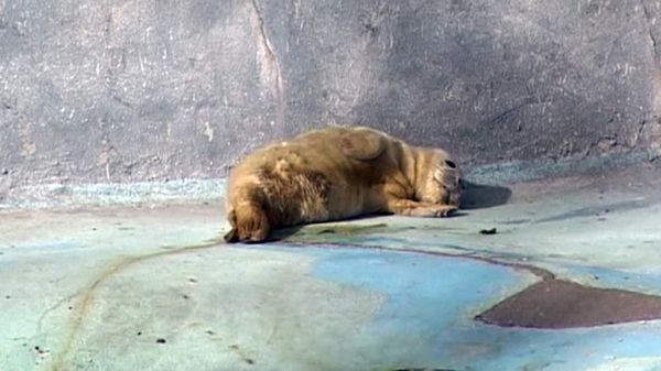 Newborn Seal Pup Sunbathes at the Kaliningrad Zoo - Sputnik International