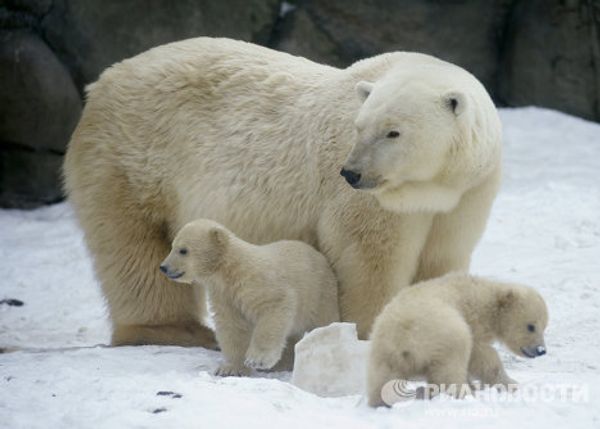 Moscow Zoo polar bear cubs on first walks Moscow Zoo polar bear cubs on first walks - Sputnik International