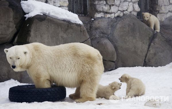 Moscow Zoo polar bear cubs on first walks Moscow Zoo polar bear cubs on first walks - Sputnik International