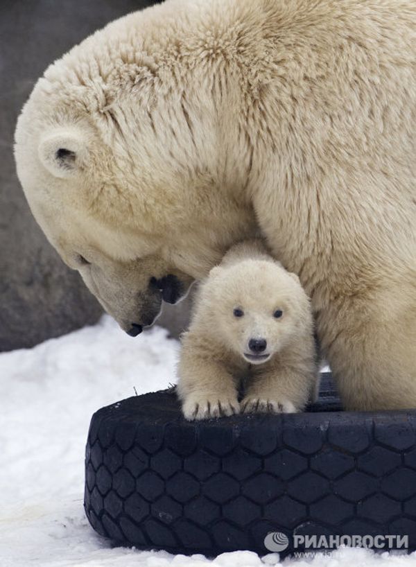 Moscow Zoo polar bear cubs on first walks Moscow Zoo polar bear cubs on first walks - Sputnik International