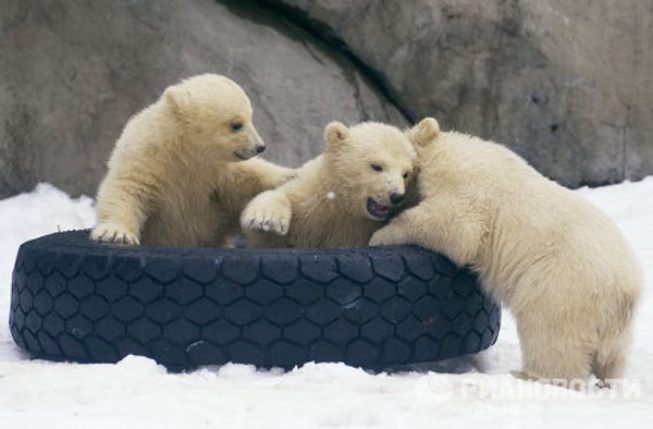 Moscow Zoo polar bear cubs on first walks Moscow Zoo polar bear cubs on first walks - Sputnik International
