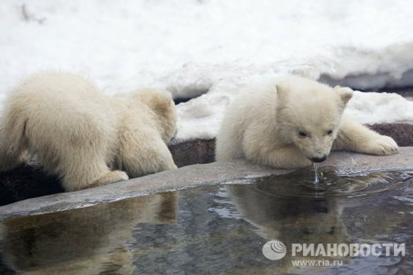 Moscow Zoo polar bear cubs on first walks Moscow Zoo polar bear cubs on first walks - Sputnik International