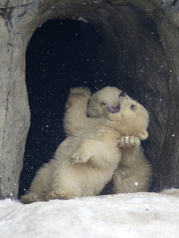 Moscow Zoo polar bear cubs on first walks Moscow Zoo polar bear cubs on first walks - Sputnik International