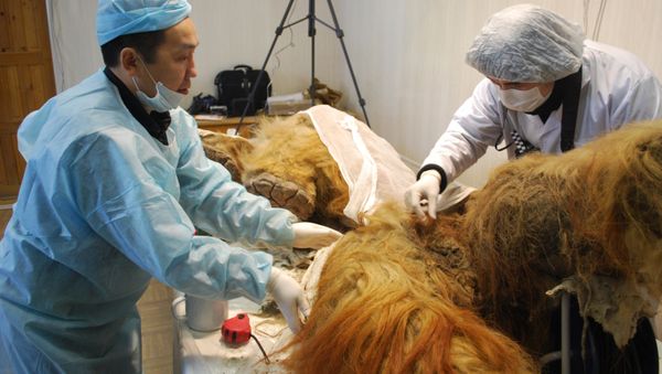 Scientists from the Lazarev Mammoth Museum told Russian President Vladimir Putin about possibility of mammoth cloning - Sputnik International