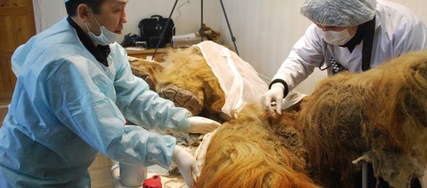 Scientists from the Lazarev Mammoth Museum told Russian President Vladimir Putin about possibility of mammoth cloning - Sputnik International