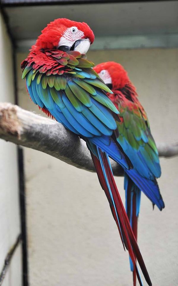 Ara parrot - Sputnik International