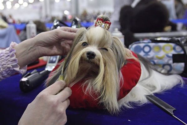 Eurasia 2012 International Dog Show - Sputnik International
