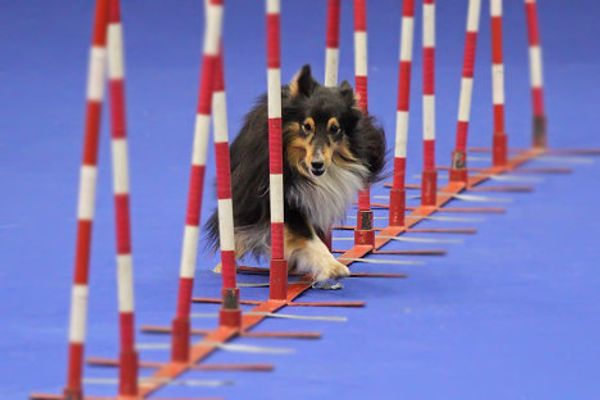 Eurasia 2012 International Dog Show - Sputnik International