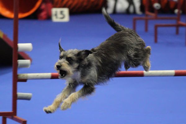 Eurasia 2012 International Dog Show - Sputnik International