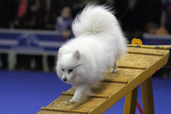 Eurasia 2012 International Dog Show - Sputnik International