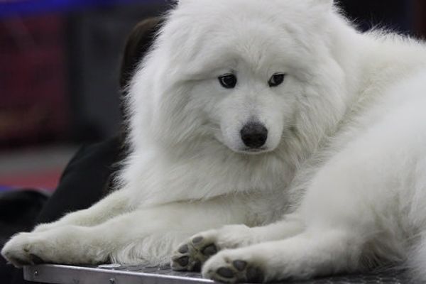 Eurasia 2012 International Dog Show - Sputnik International