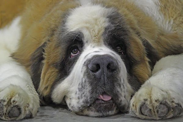 Eurasia 2012 International Dog Show - Sputnik International