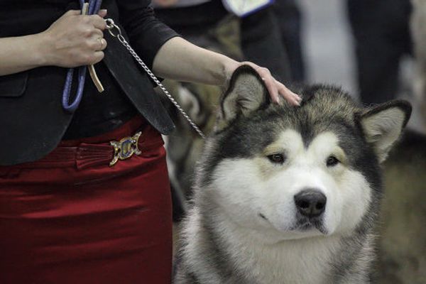 Eurasia 2012 International Dog Show - Sputnik International