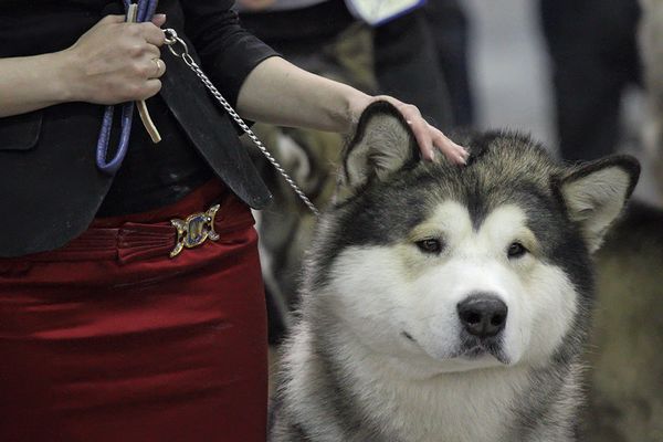 Eurasia 2012 International Dog Show - Sputnik International