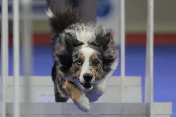 Eurasia 2012 International Dog Show - Sputnik International