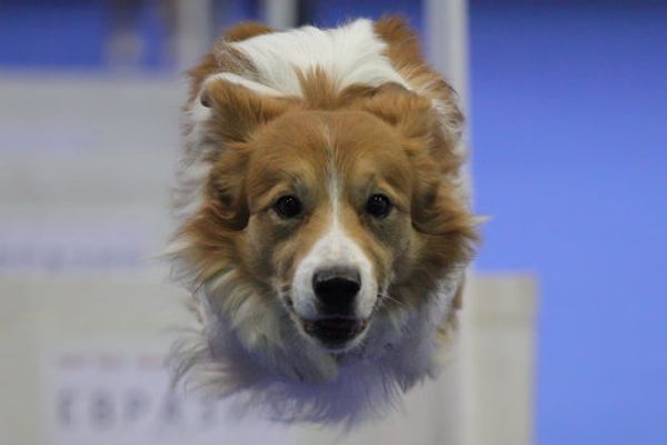 Eurasia 2012 International Dog Show - Sputnik International