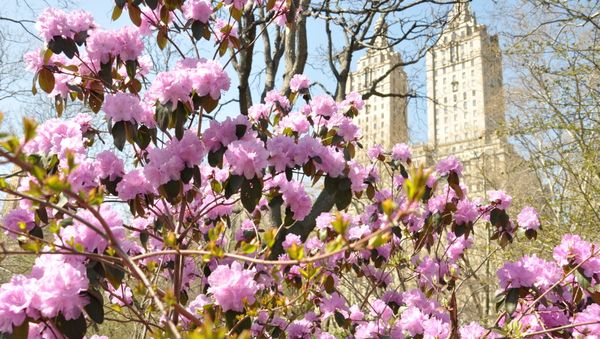 Trees in blossom Trees in blossom - Sputnik International