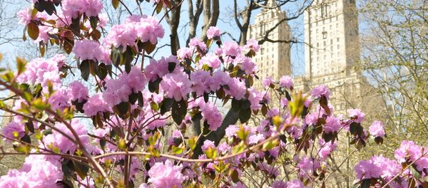 Trees in blossom Trees in blossom - Sputnik International