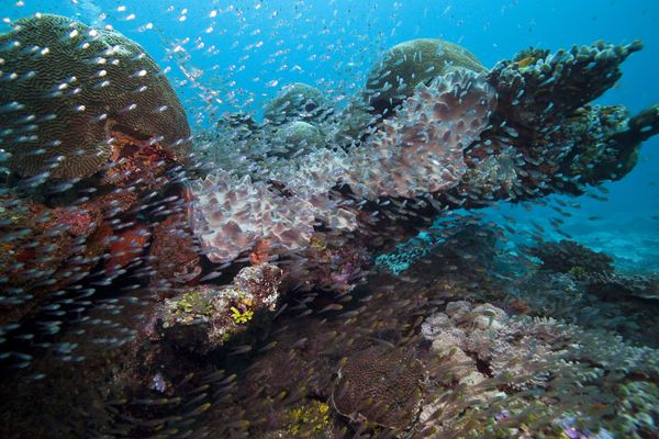 A new audit of marine life and its biodiversity in the Southern Ocean will help in getting a broader picture of the biological and ecological processes taking place on earth - Sputnik International