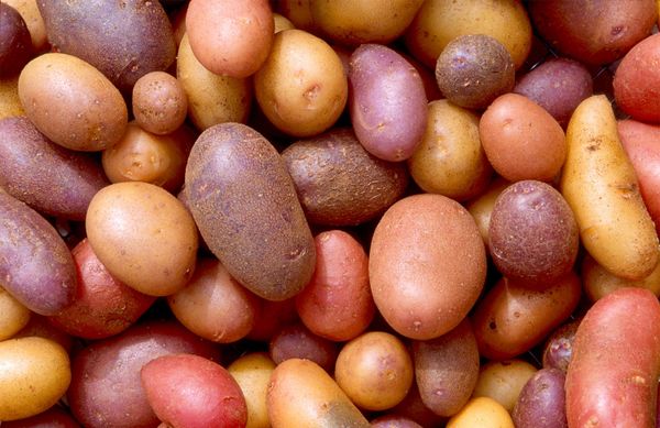 Egypt Threatens Retaliation over Russia's Potato Import Ban Egypt Threatens Retaliation over Russia's Potato Import Ban - Sputnik International