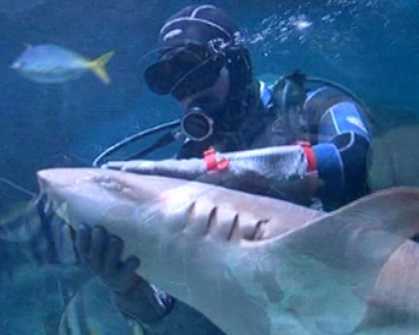 Diver Feeds, Kisses and Dances With Sharks   - Sputnik International