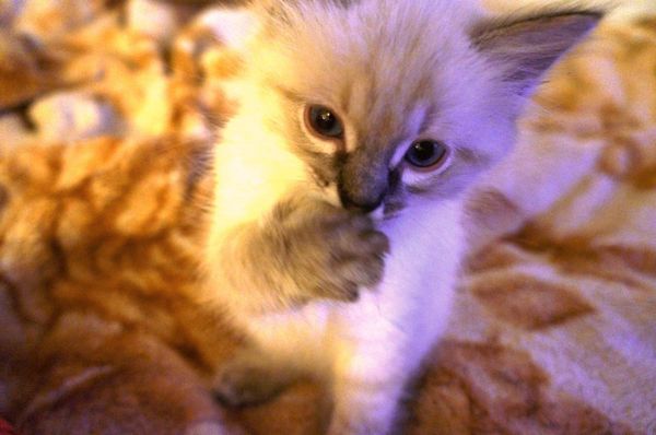 Bublik, a kitten with political ambitions - Sputnik International